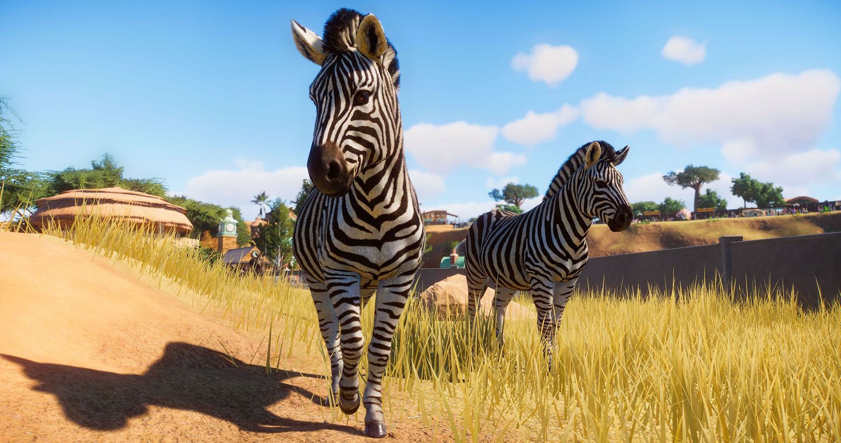 two zebras walking