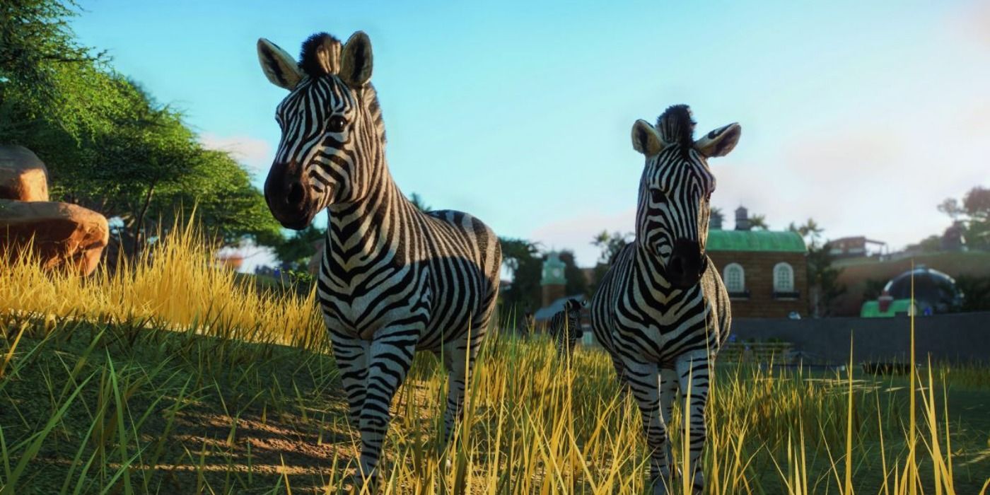 Zebra sizes in Planet Zoo