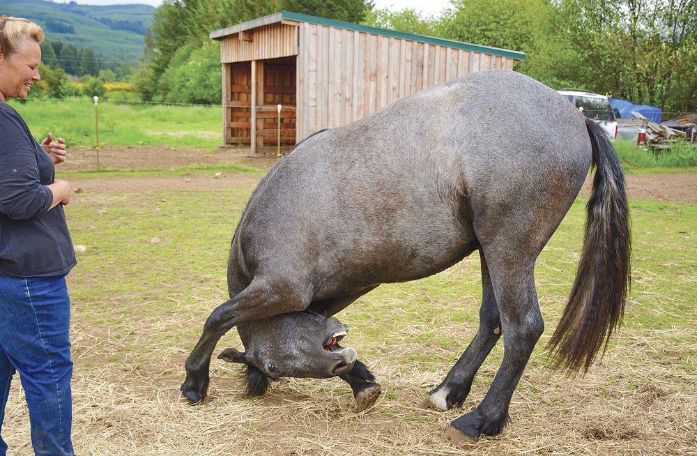 5 Horses That Couldve Played Roach In The Witcher