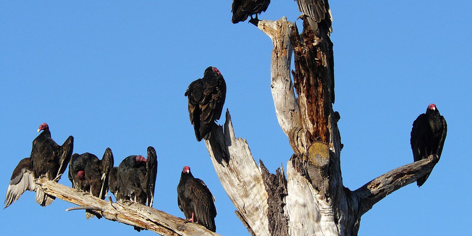 Vultures