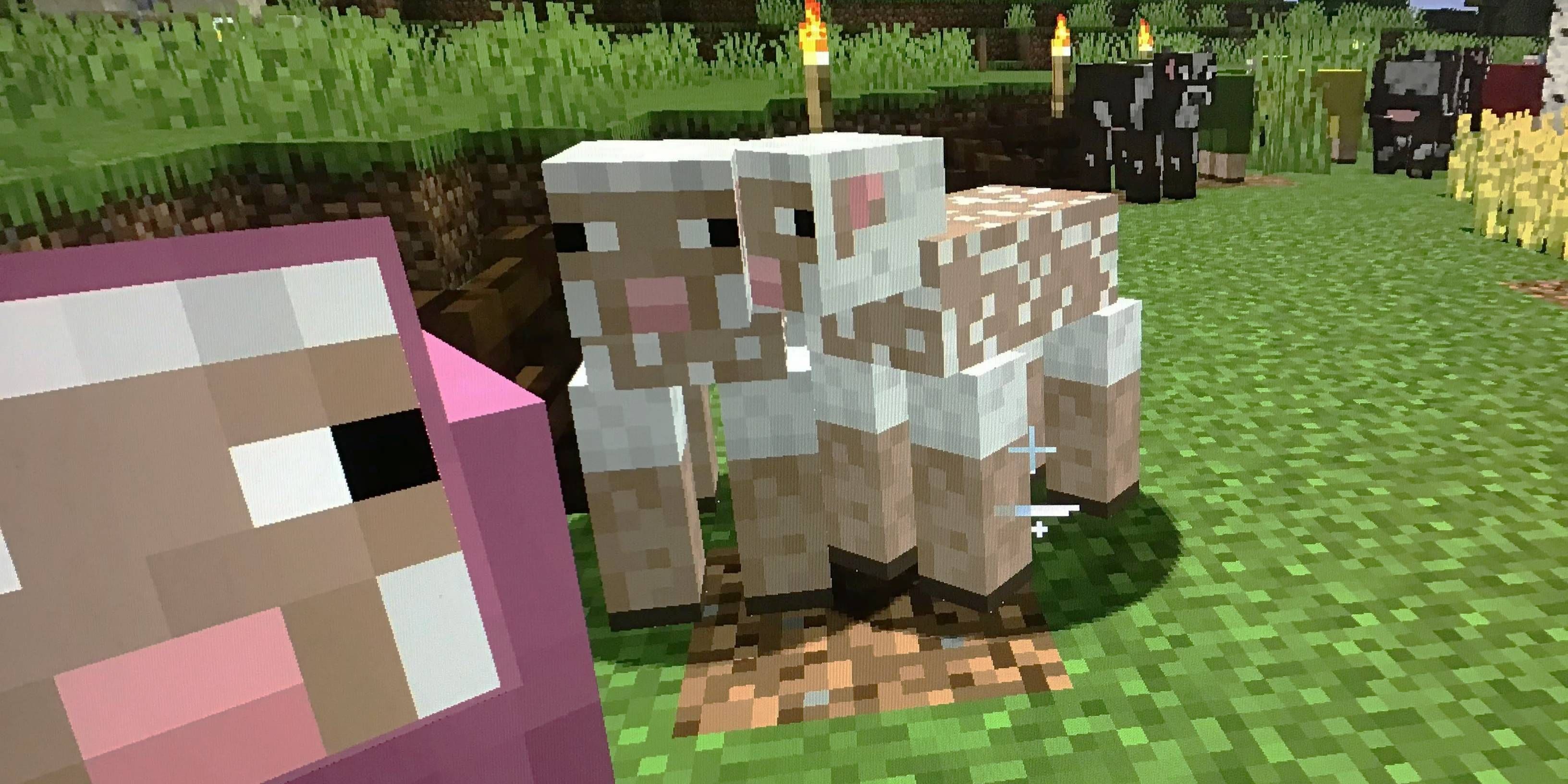 Minecraft Screenshot Of Sheep who have been sheered