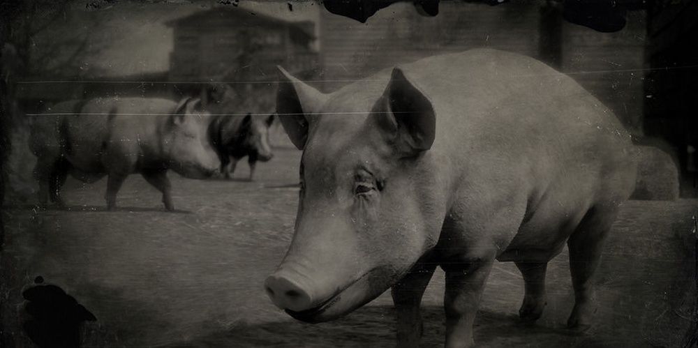 Image of a blurry pig in Red Dead Redemption 2