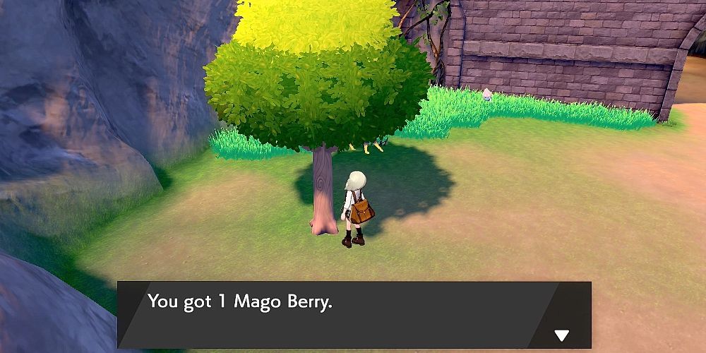 Harvesting a Mago Berry tree for some berries