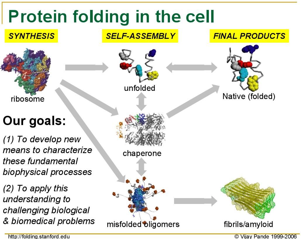 Фолдинг белка. Фолдинг протеинов. Фолдинг процесс. Фолд протеин.