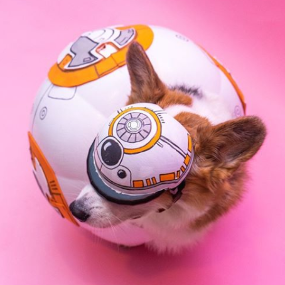 Bb8 dog clearance costume