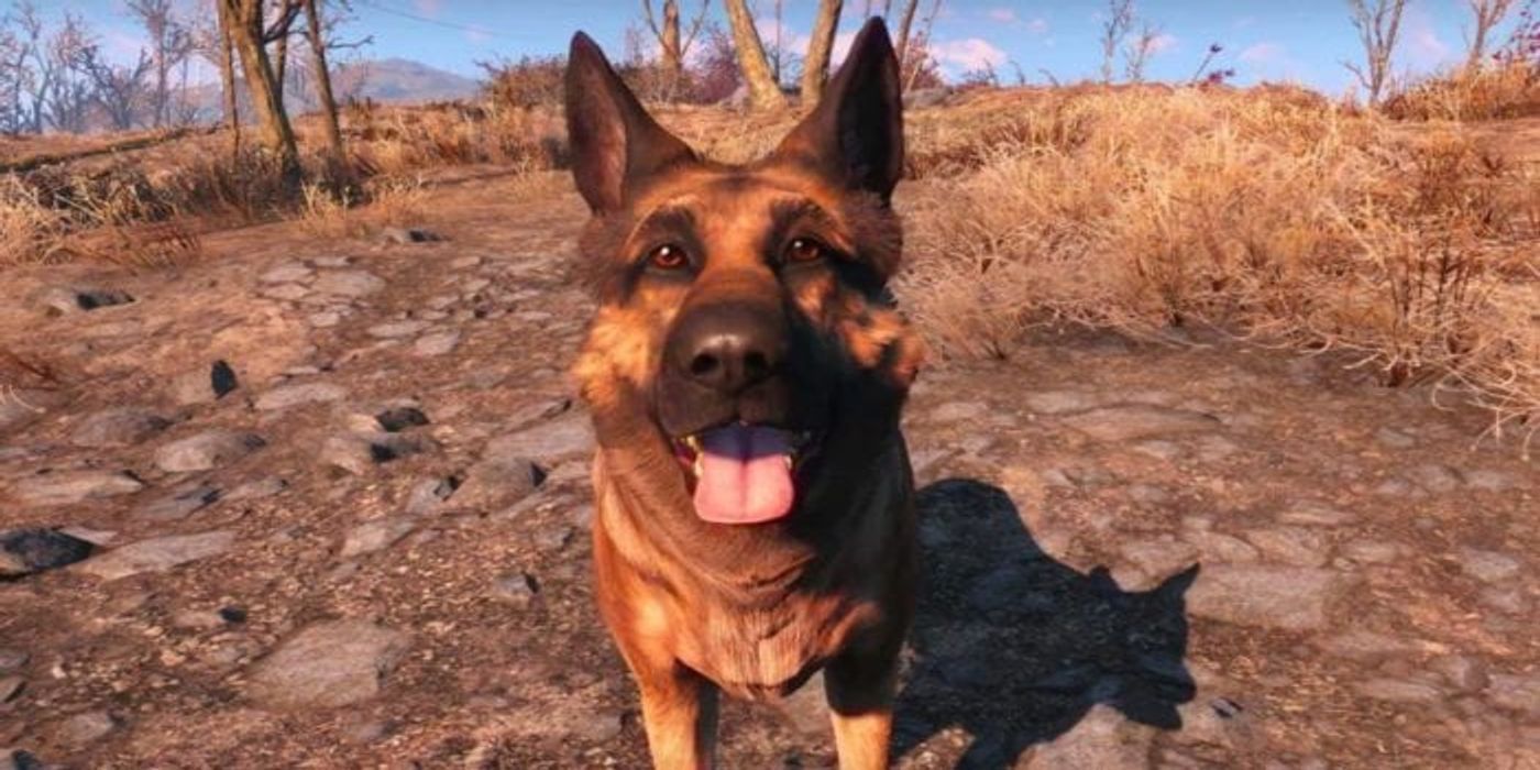 dogmeat looking at the player, fallout 4