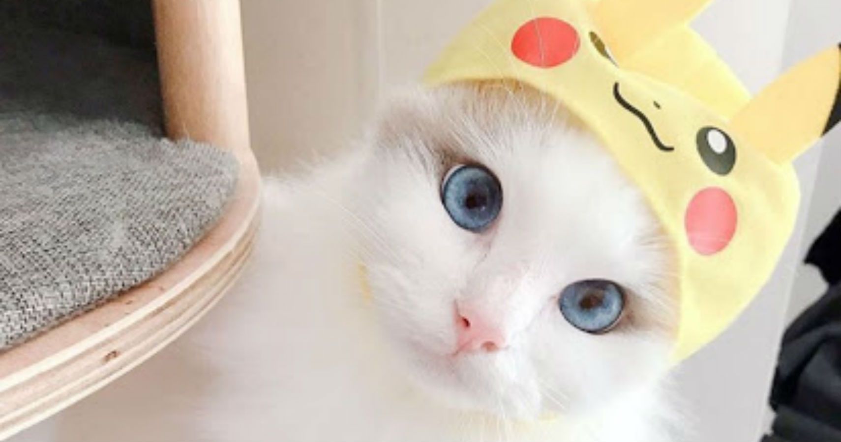 Cat Dressed As Pikachu Is Charming As Heck - I Can Has Cheezburger?