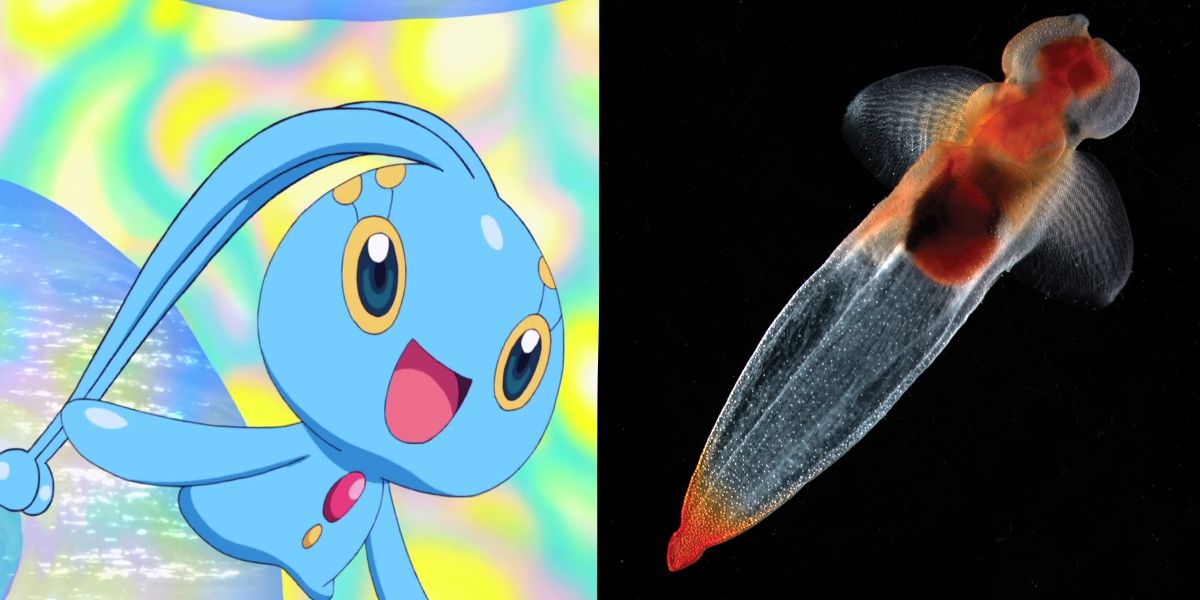 a split picture of pokemon manaphy and a pteropod