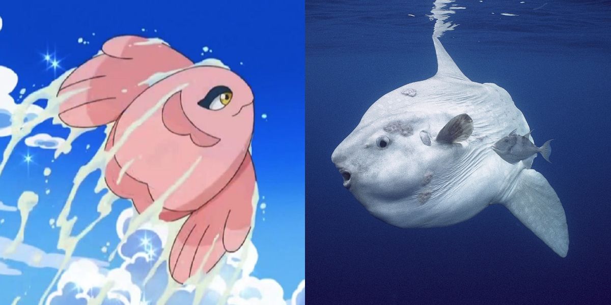 a split picture of pokemon alomomola and a mola mola
