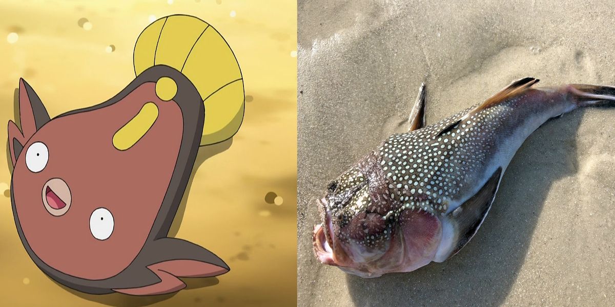 a split picture of pokemon stunfisk and a stargazer fish