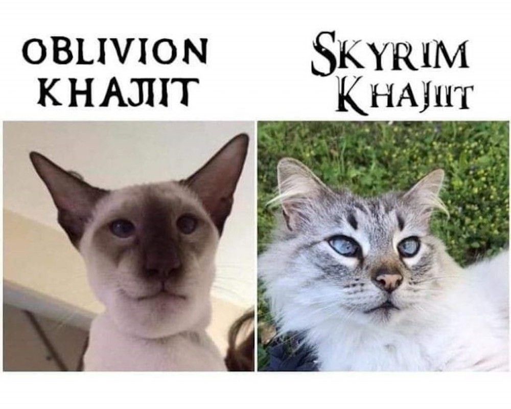 Skyrim 10 Khajiit Memes That Are Too Hilarious For Wo vrogue.co