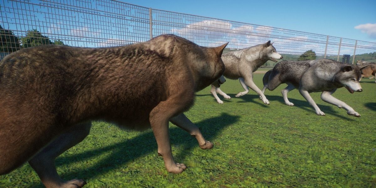 Planet Zoo: 10 New Animal Color Variations That Make The Game Even Better