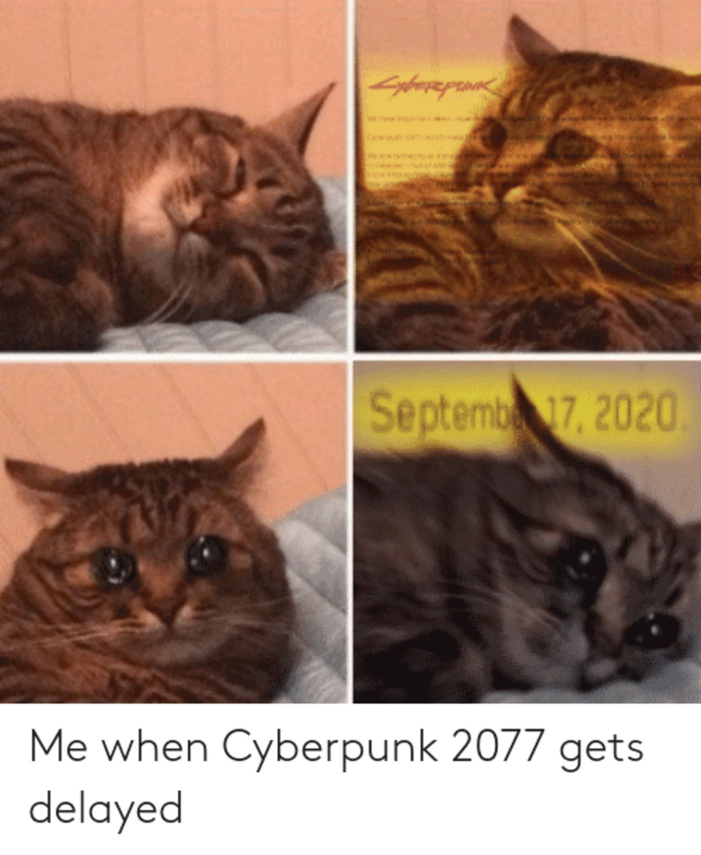 Sad cat meme about Cyberpunk 2077 getting delayed