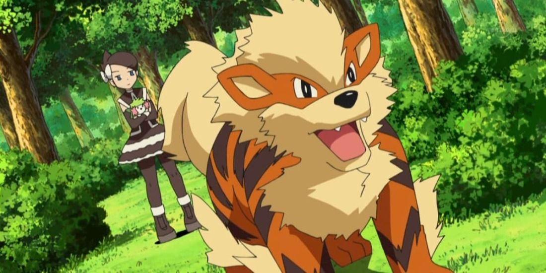 Arcanine yelling to defend its trainer holding a Shaymin in the Pokemon Anime