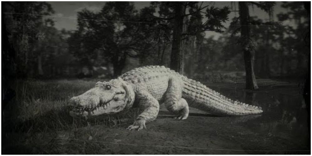Red Dead Redemption 2 Bull Gator Black And White Journal Picture
