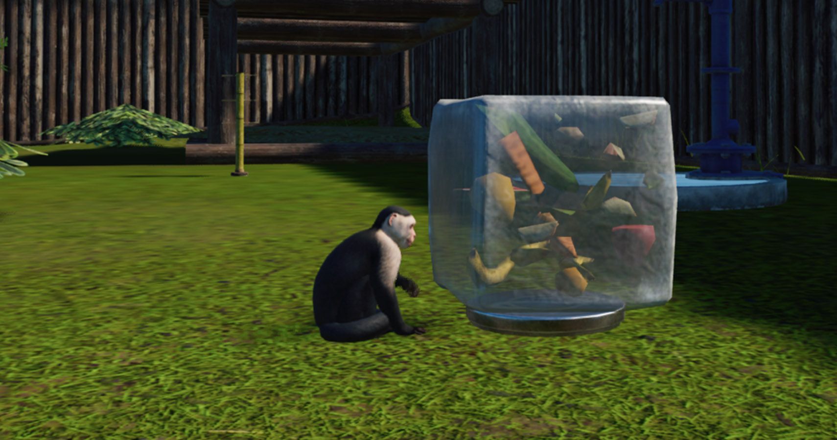 A capuchin monkey with an ice block of food.