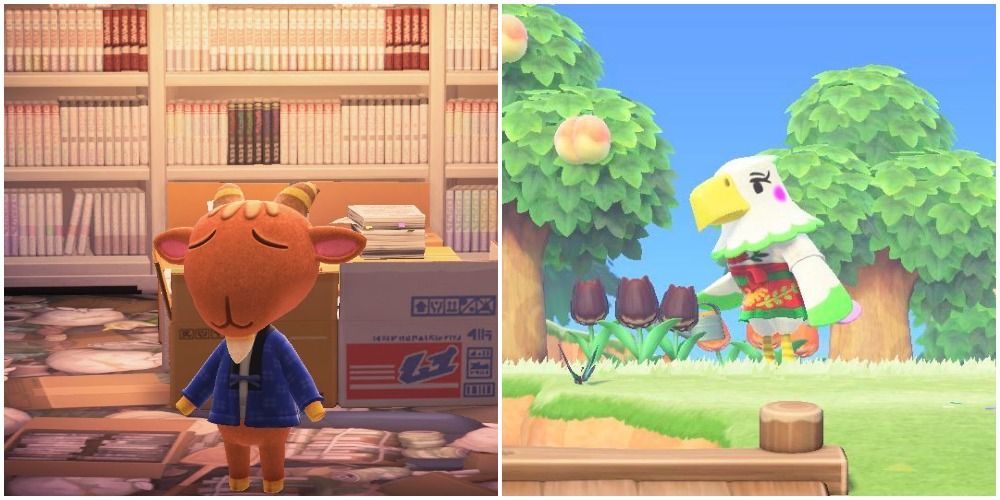 March 20th animal store crossing