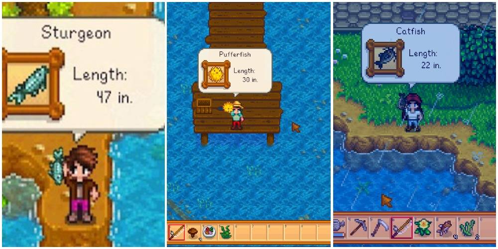 Stardew Valley: The Most Expensive Fish In The Game Stardew Valley: The Most Expensive Fish In The Game