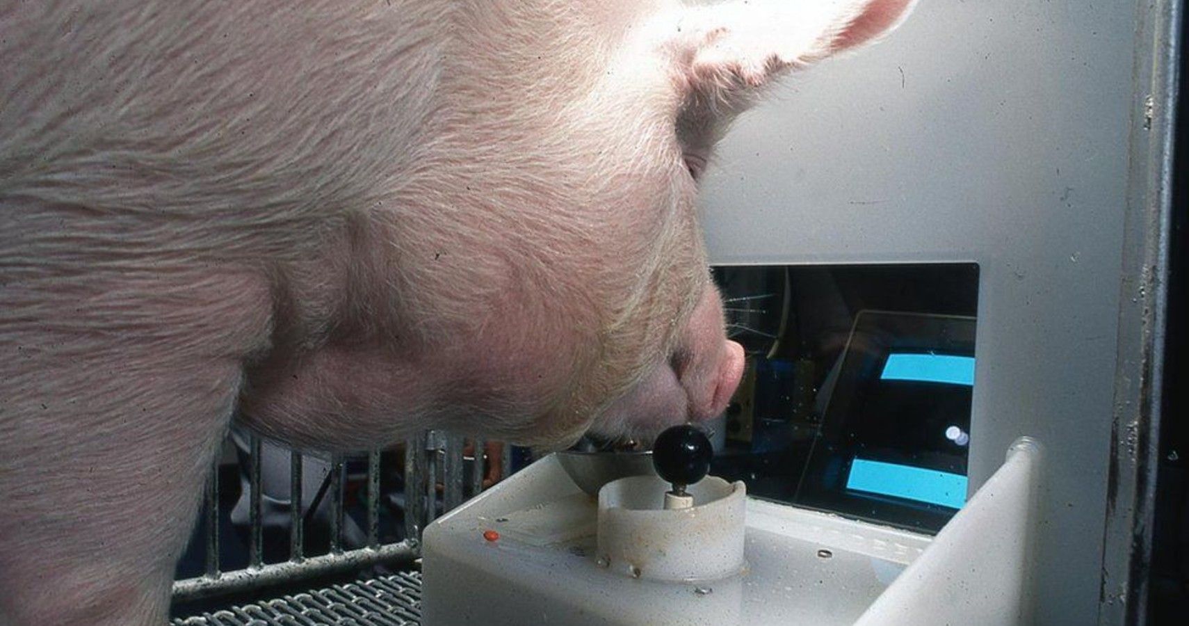 Scientists Are Training Pigs To Be Better At Video Games Than You