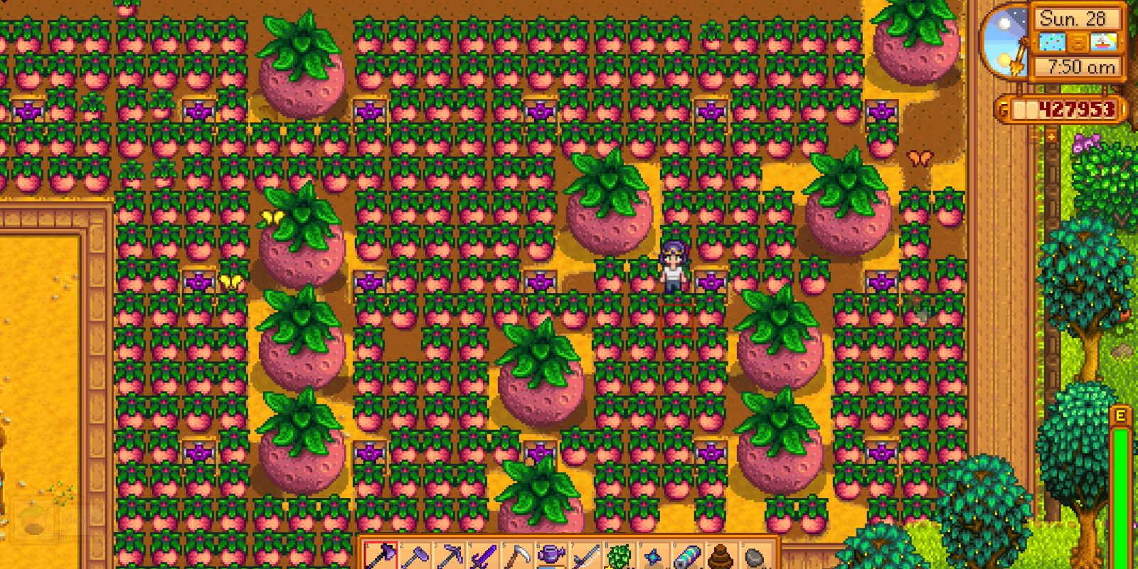 Melon Stardew Valley at Harry Matney blog