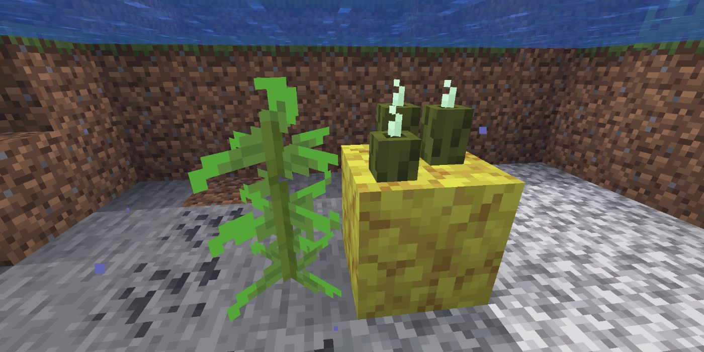Minecraft kelp and sea pickle