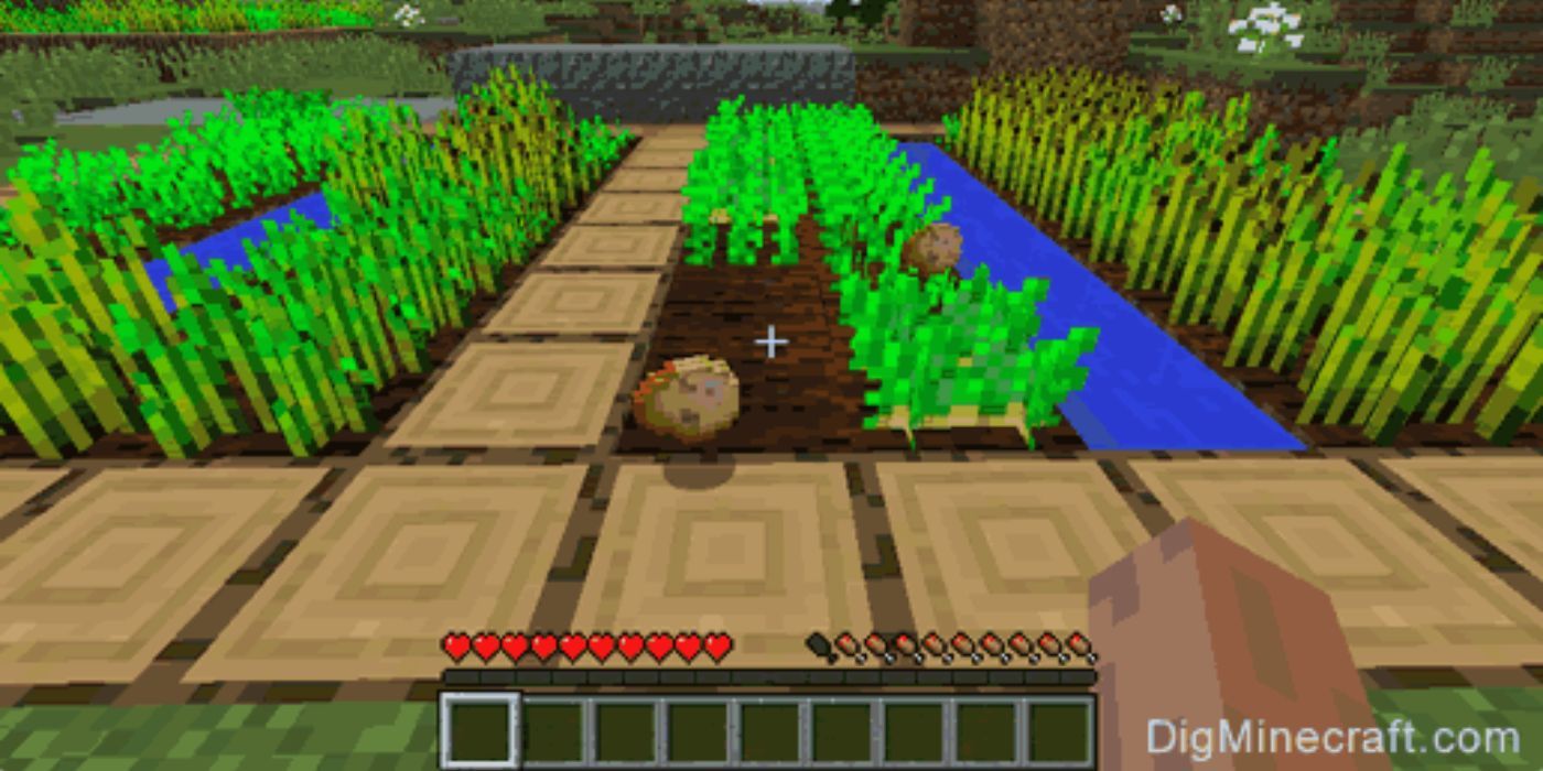 Minecraft Potato Crops