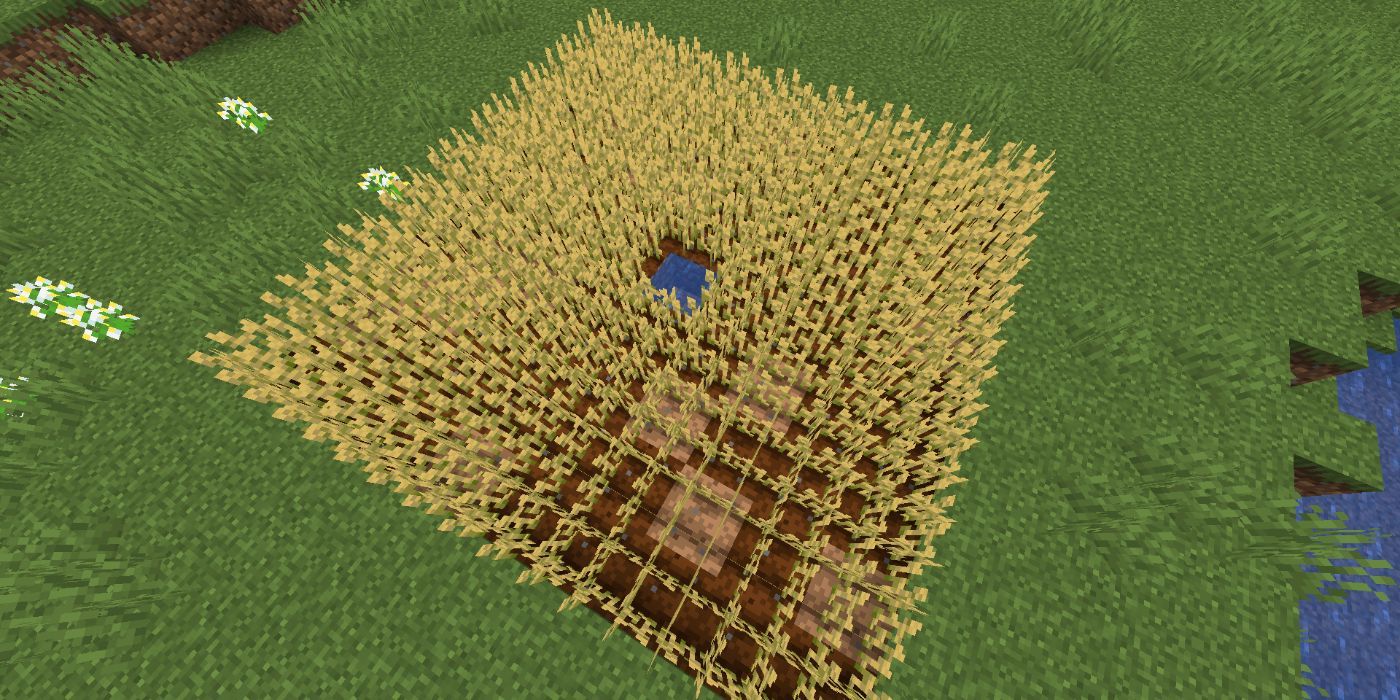 Minecraft fully grown wheat farm
