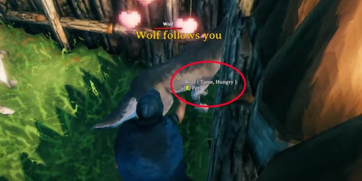 Valheim How To Tame A Wolf