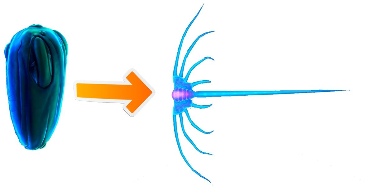 Jellyray Egg and a grown Jellyray