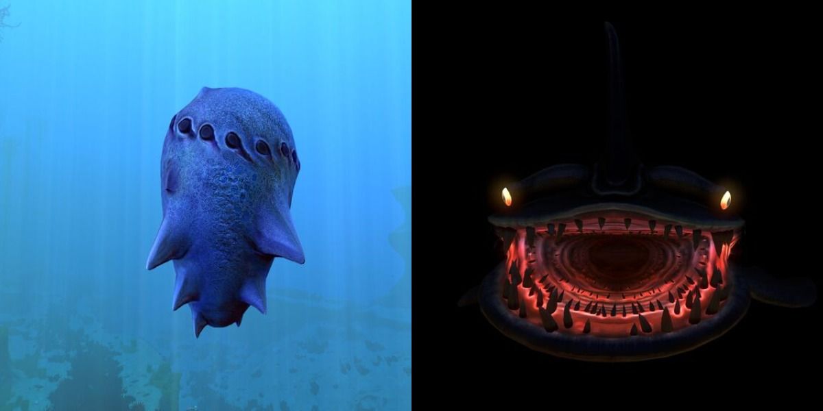 Sand Shark Egg and a sandshark