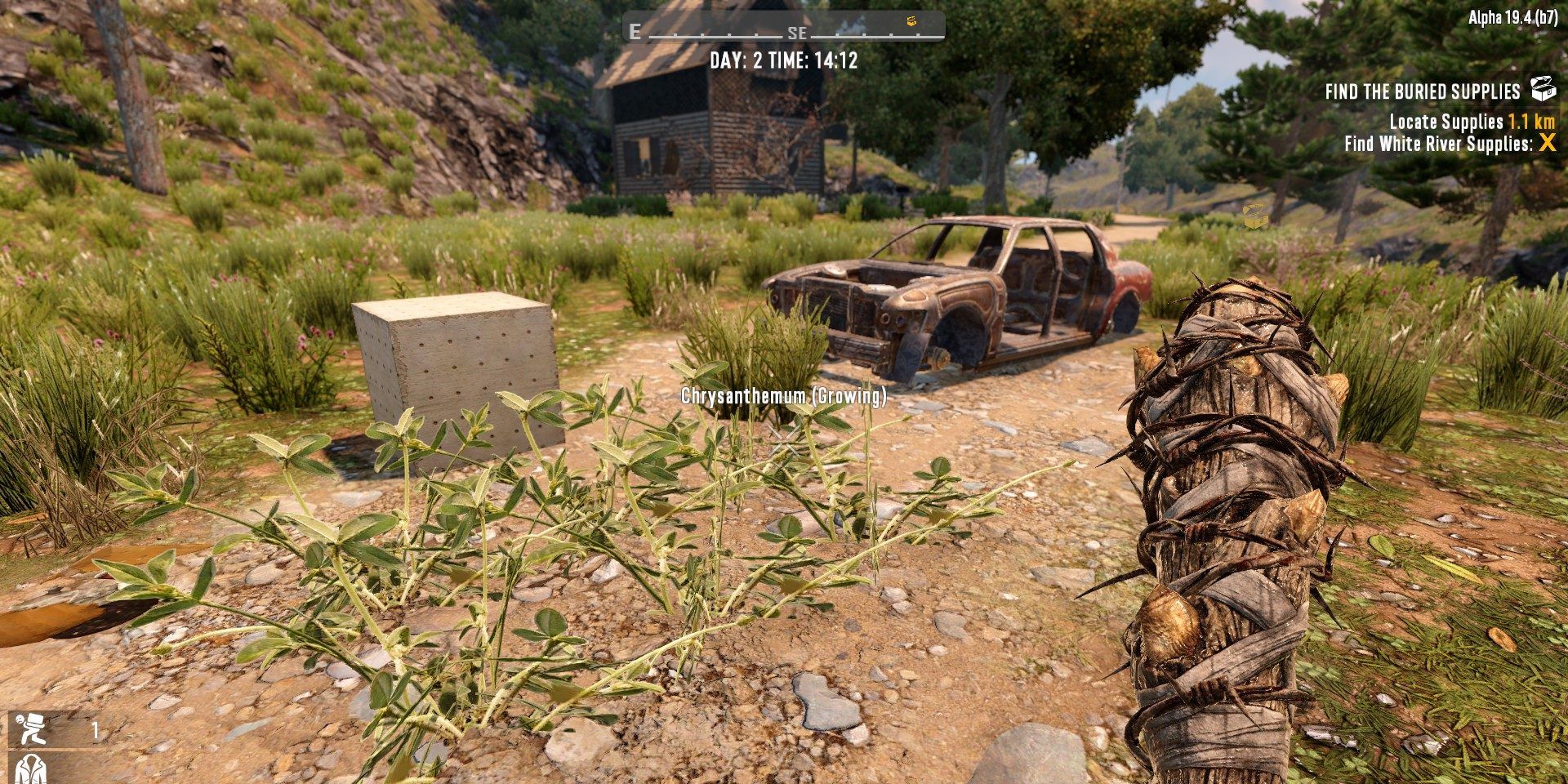 A screenshot of a chrysanthemum plant growing from a gravel path in 7 Days To Die. In the background is the metal frame of a rusting car, and a wooden cabin further back. In the foreground the player holds a a wooden club covered in barbed wire.