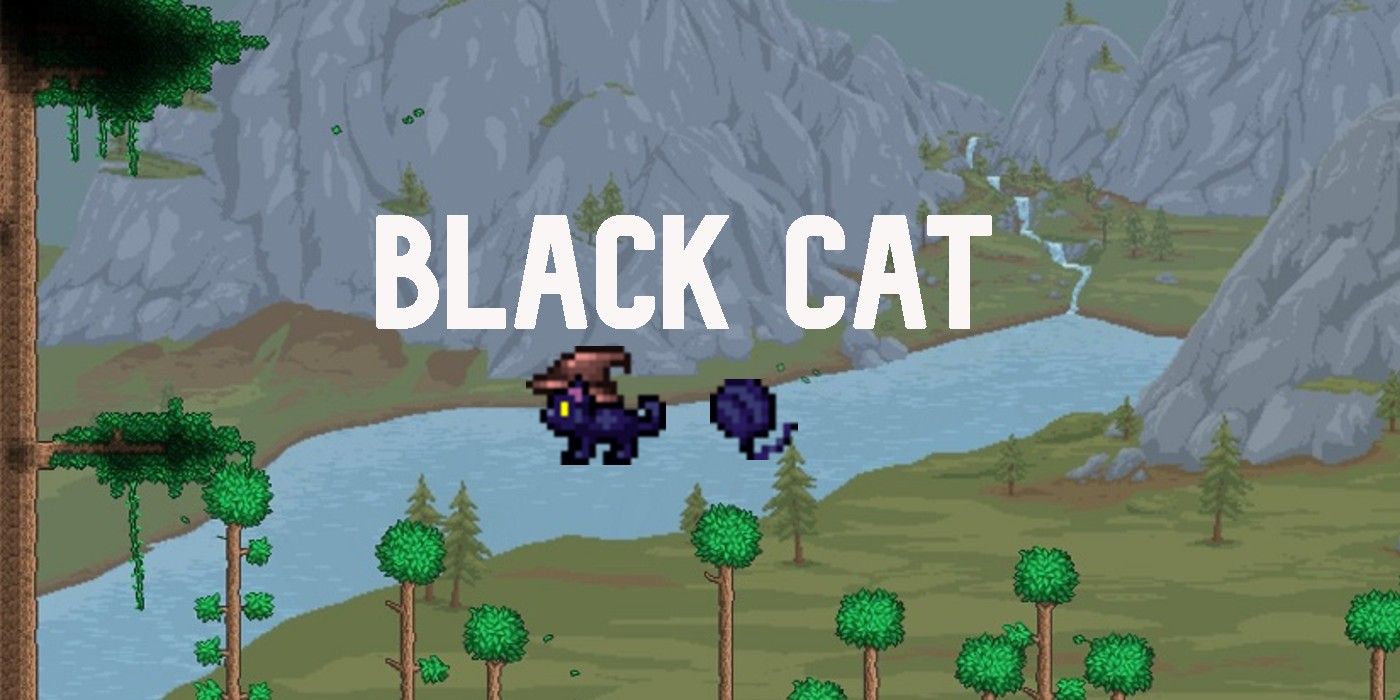 terraria pets black cat