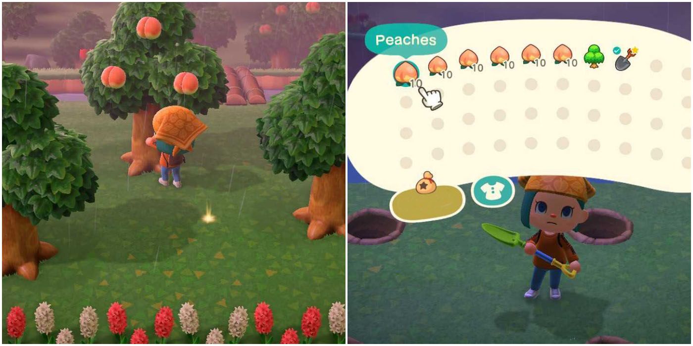 Animal Crossing New Horizons Fruit Collection For Orchard