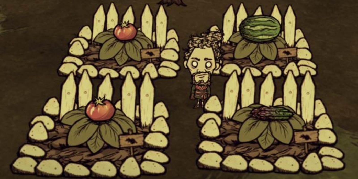 Don't Starve Farms and Food - Warly Standing Next to 4 Improved Farms With Tomatoes, an Asparagus, and a Watermelon