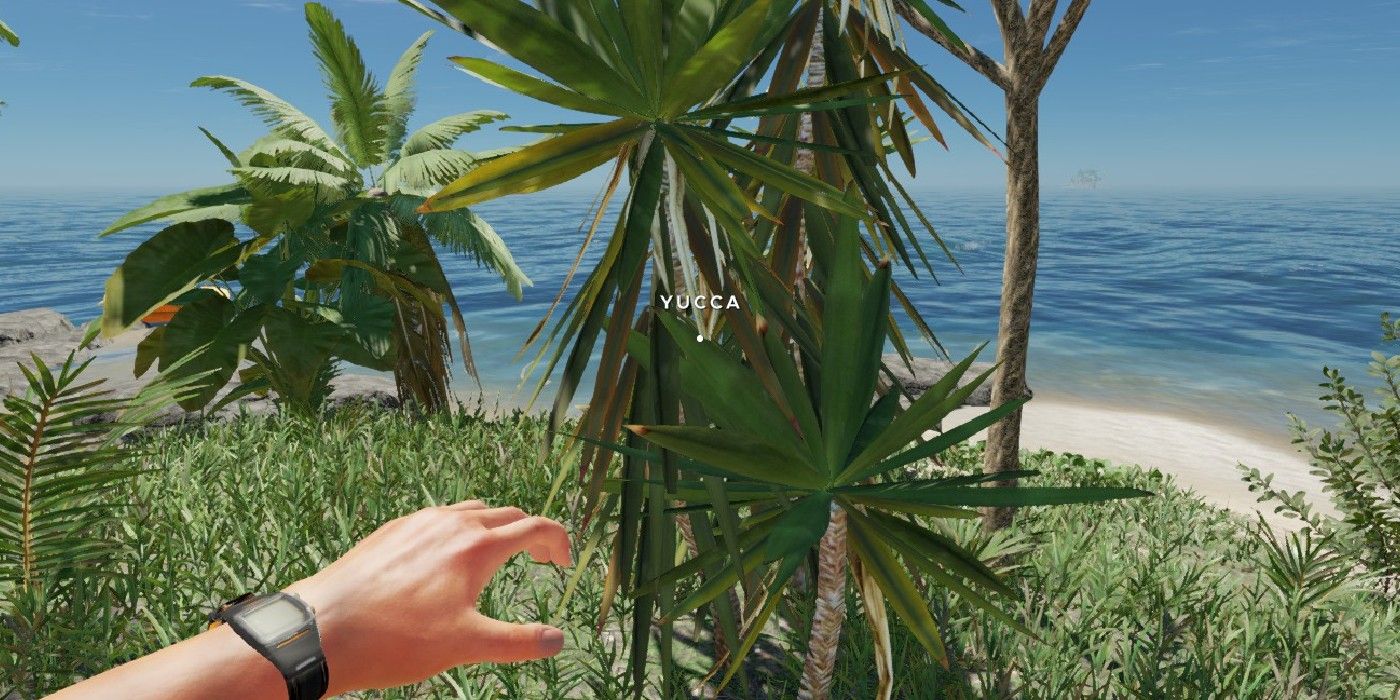 yucca plant in stranded deep
