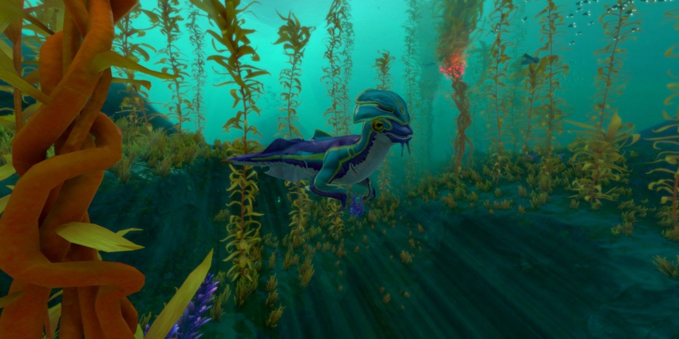 sea monkey in a kelp forest