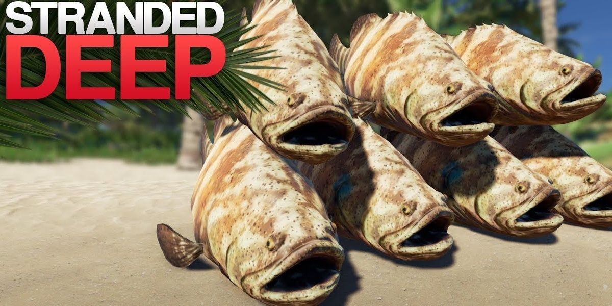 Giant Grouper Fish from Stranded Deep
