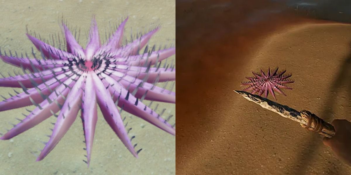 Crown of Thorns Starfish from stranded deep