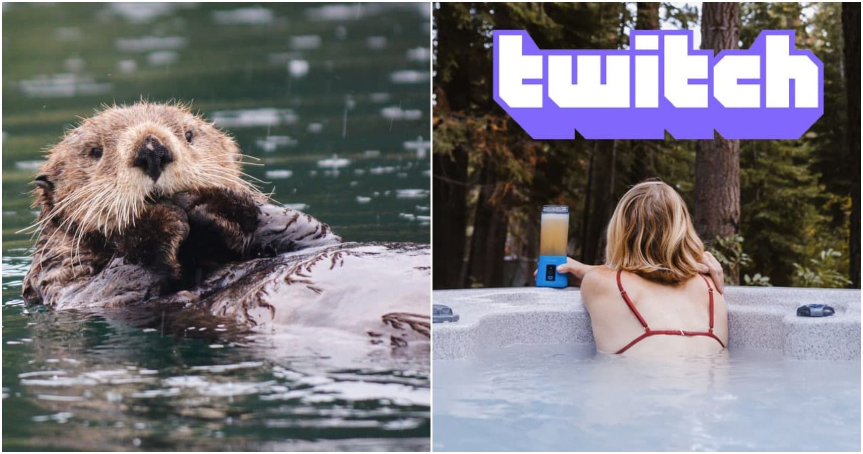 otter and hot tub twitch