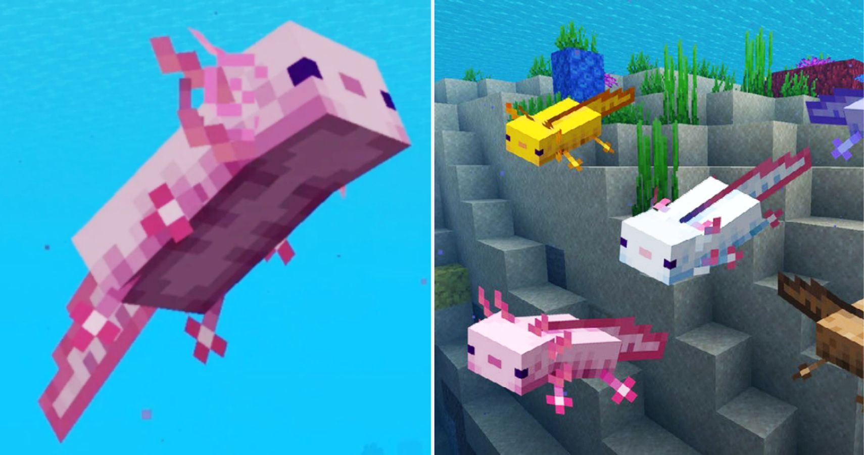 Minecraft: Everything You Need To Know About Axolotls