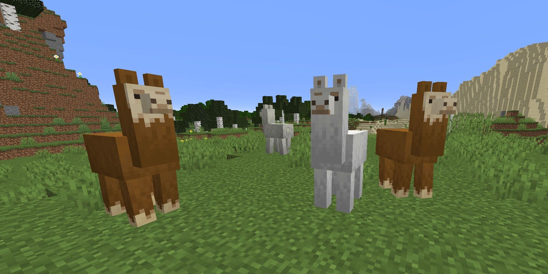 Llamas in a pack in Minecraft