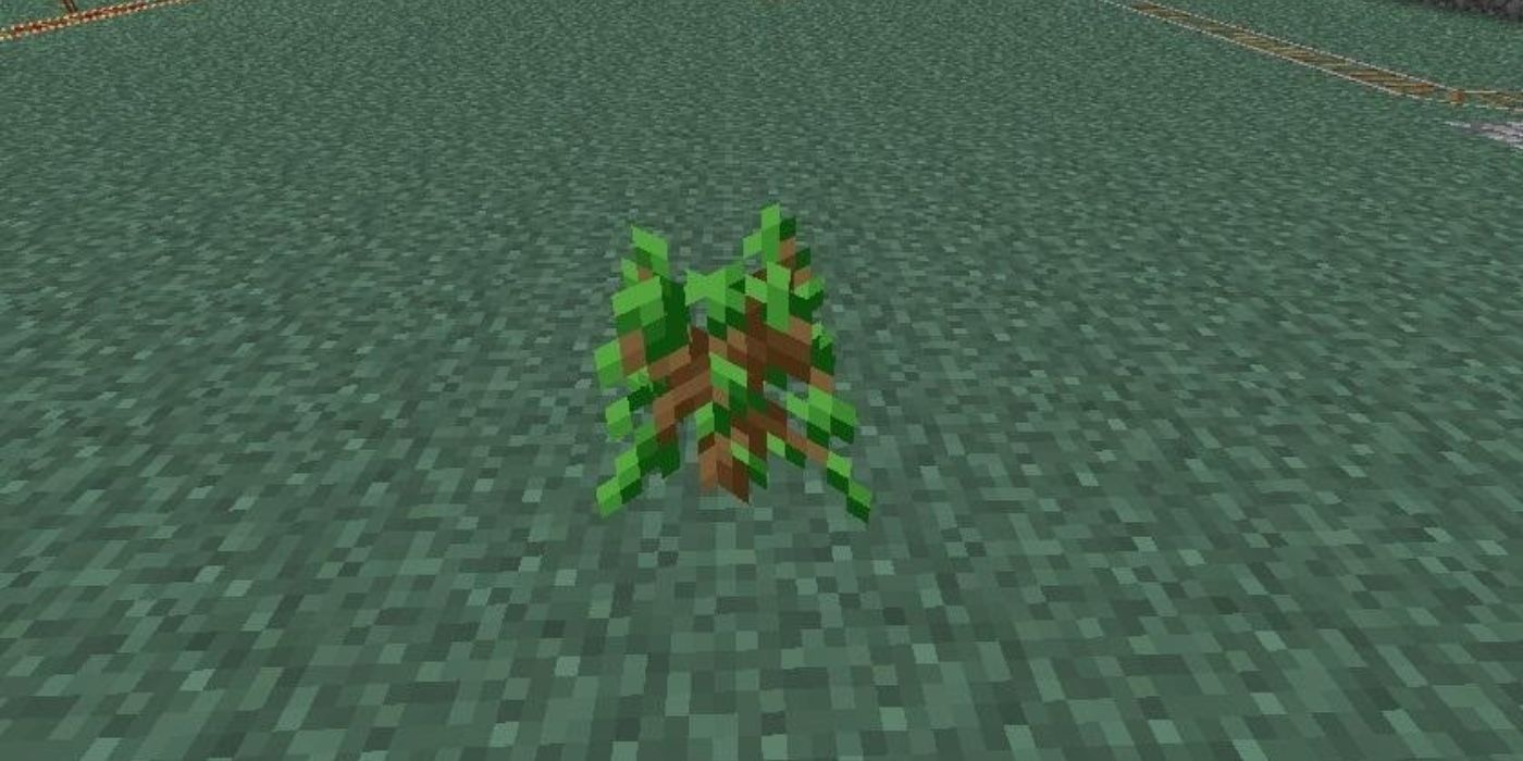 Minecraft sapling planted on the ground