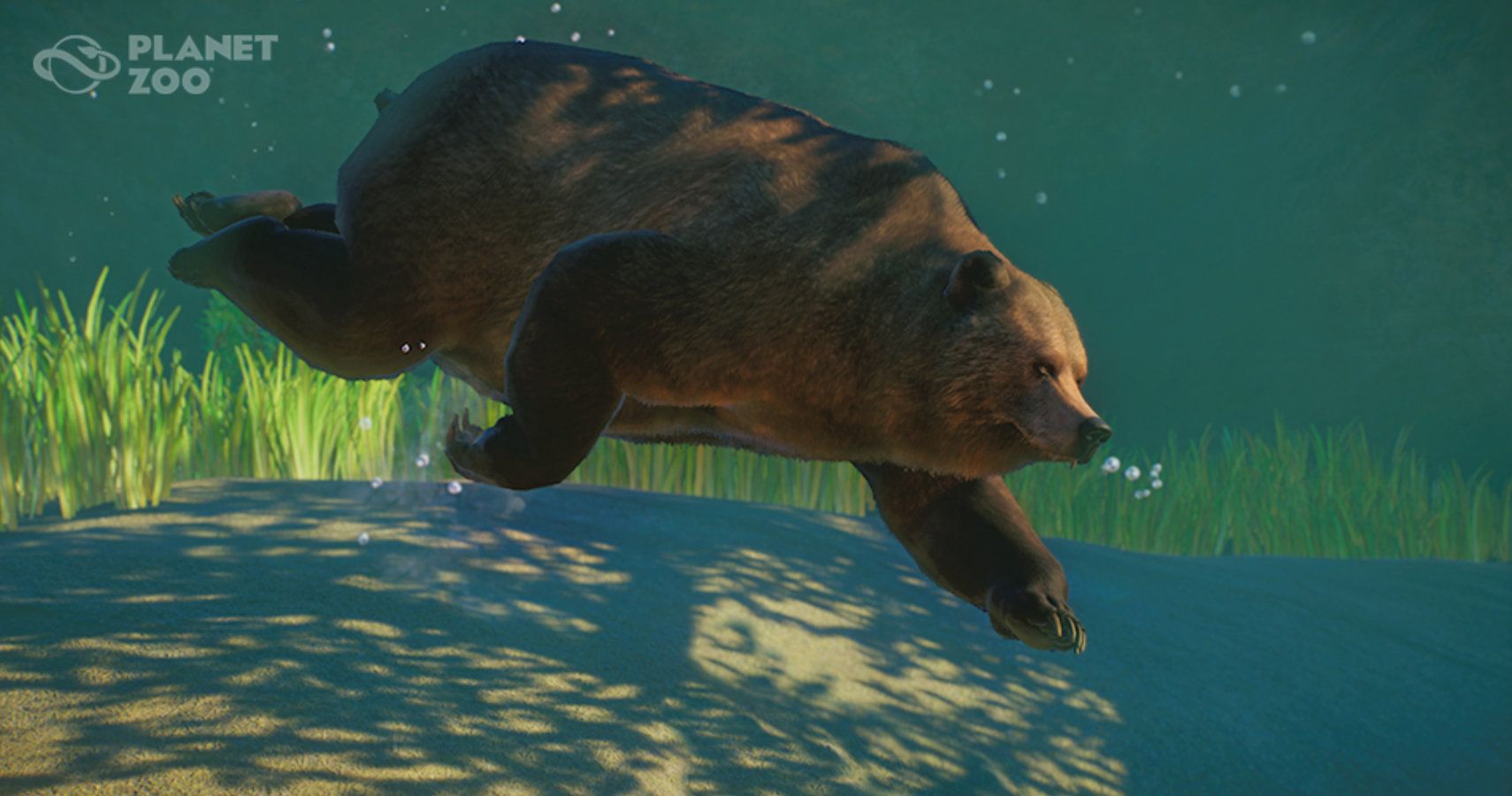 bear deep swimming