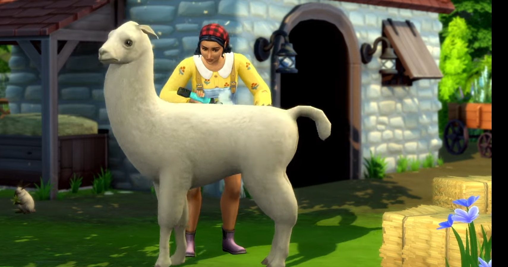 A sim sheering a llama