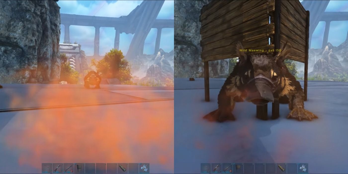 Trap Maewing in Ark: Survival Evolved