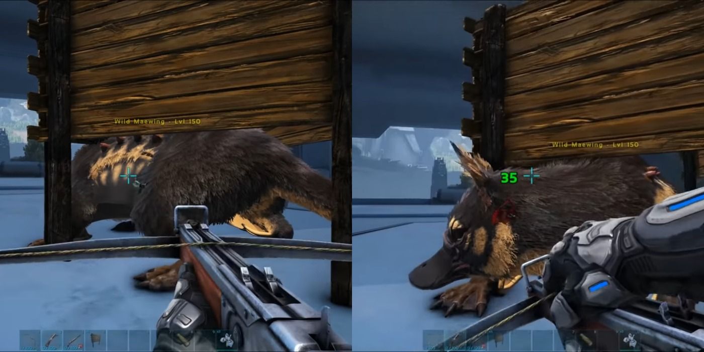 Tranq Maewing in Ark: Survival Evolved
