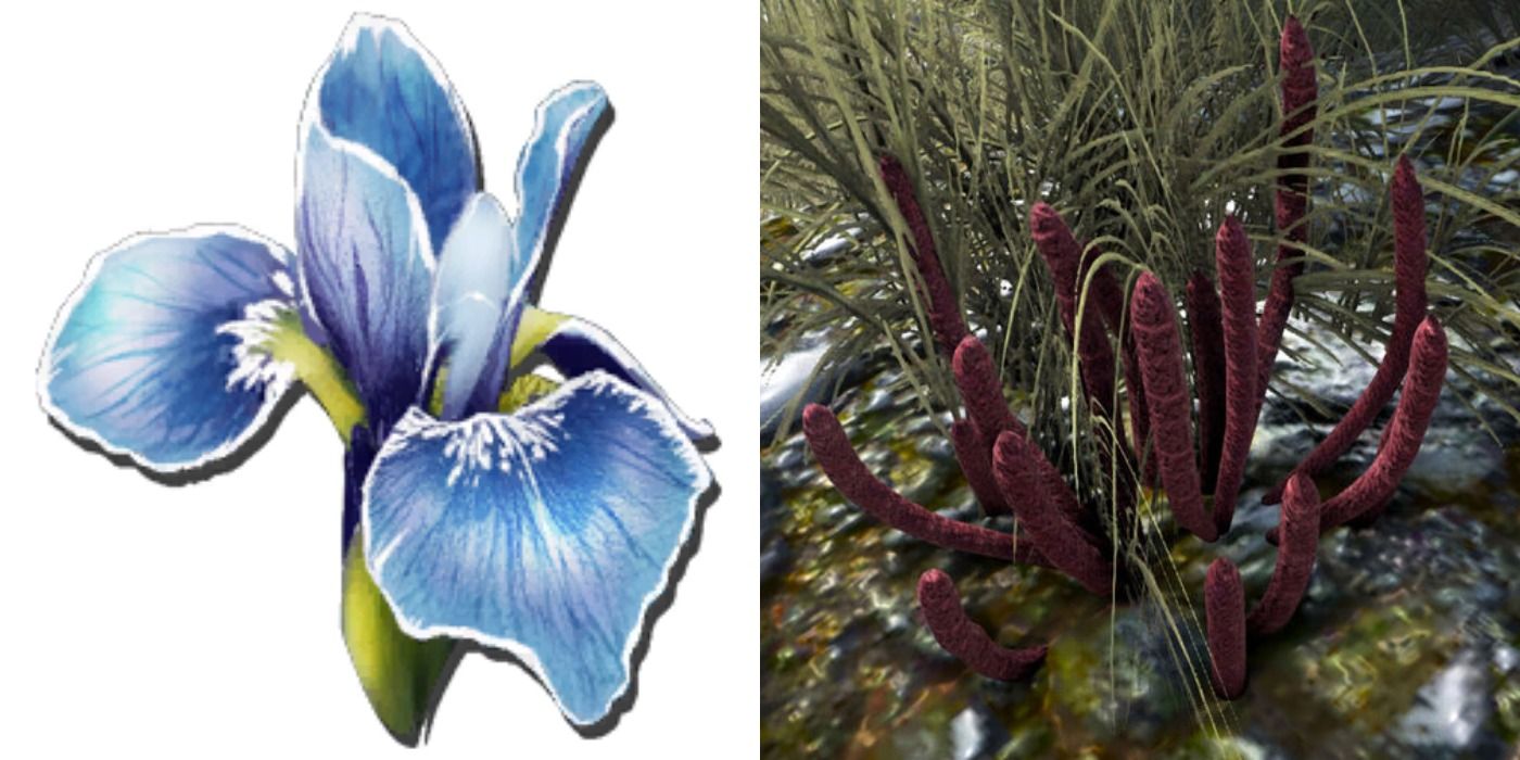 rare flower in Ark: Survival Evolved
