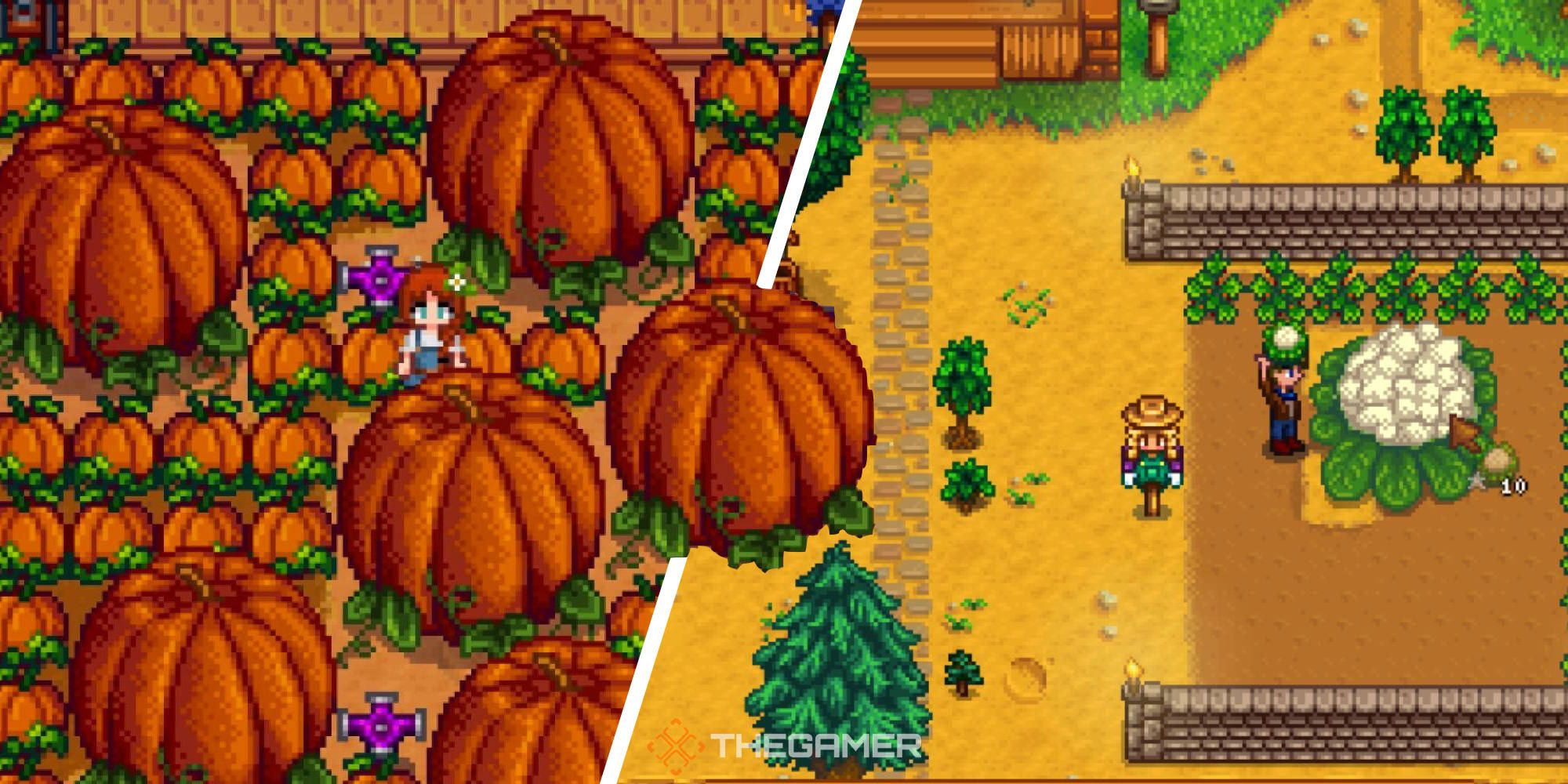 Split image of giant pumpkins and giant cauliflower