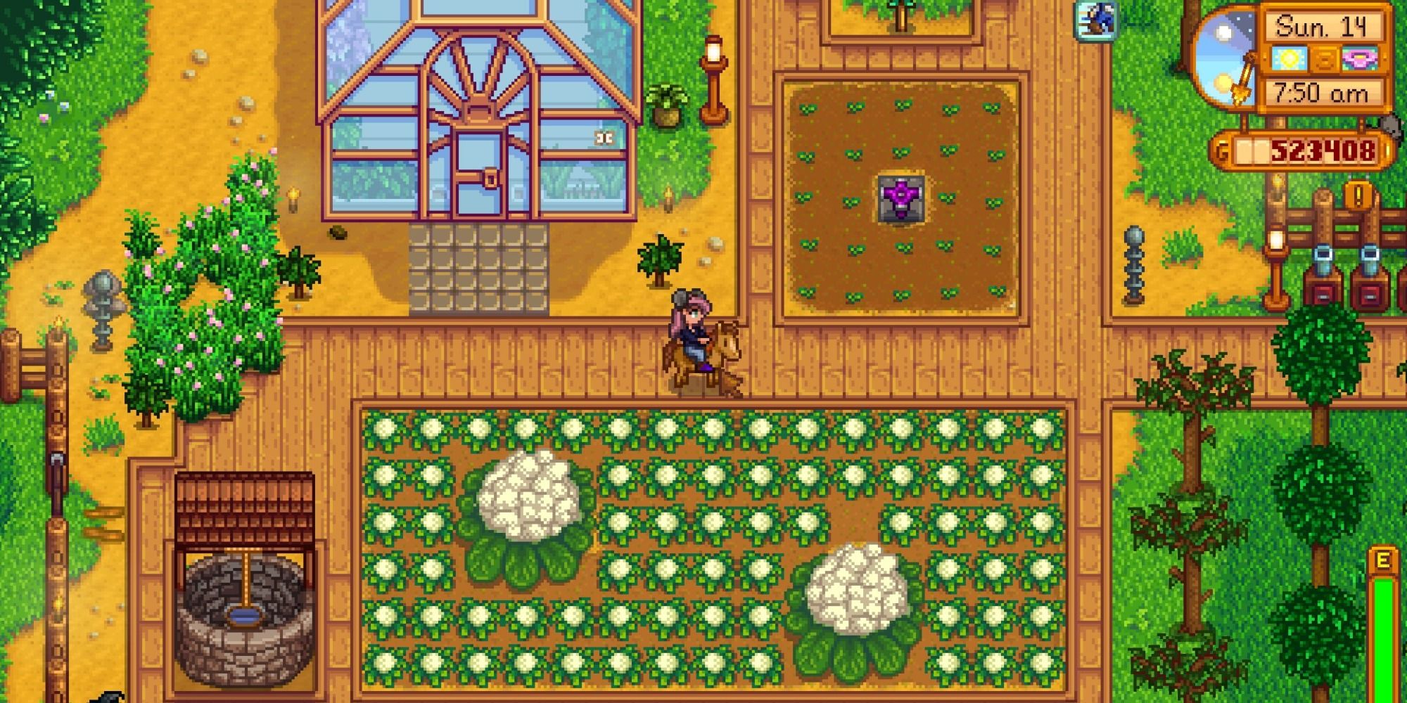 Stardew Valley a field of cauliflower has two giant cauliflowers in it