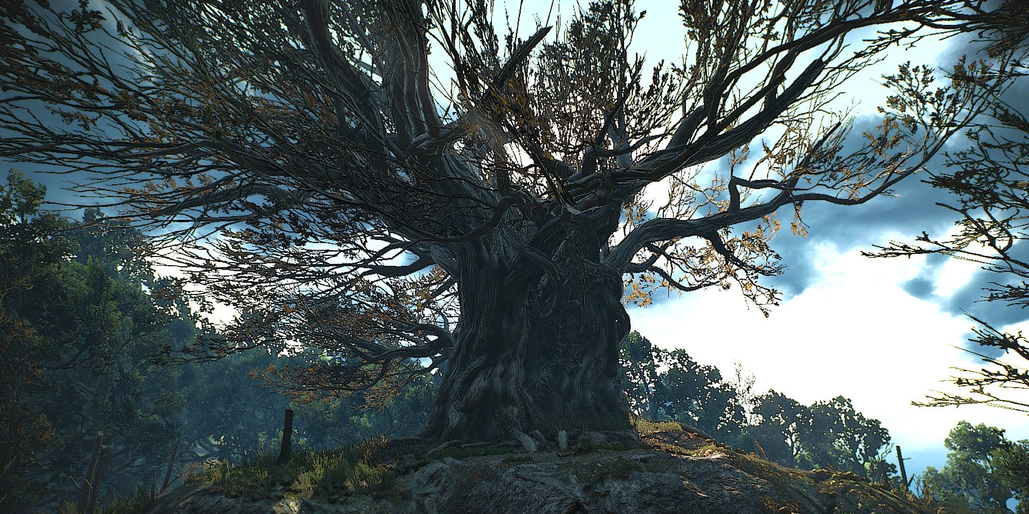 Говорящий холм. Ведьмак стародавний дуб. Велен дерево висельников. Ведьмак 3 дерево. Дуб Ведьмак 3.